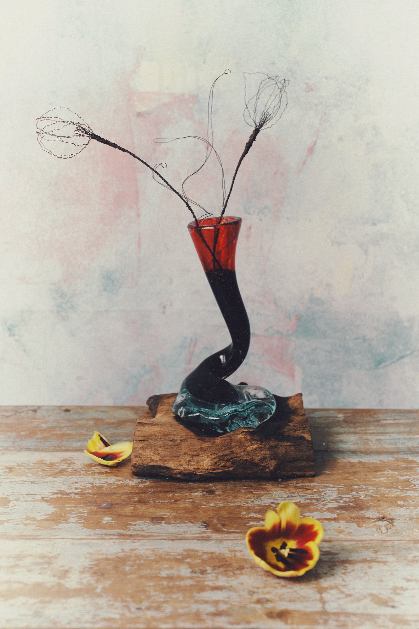 The Colour of Tulips — Botanical Cycle No. 6